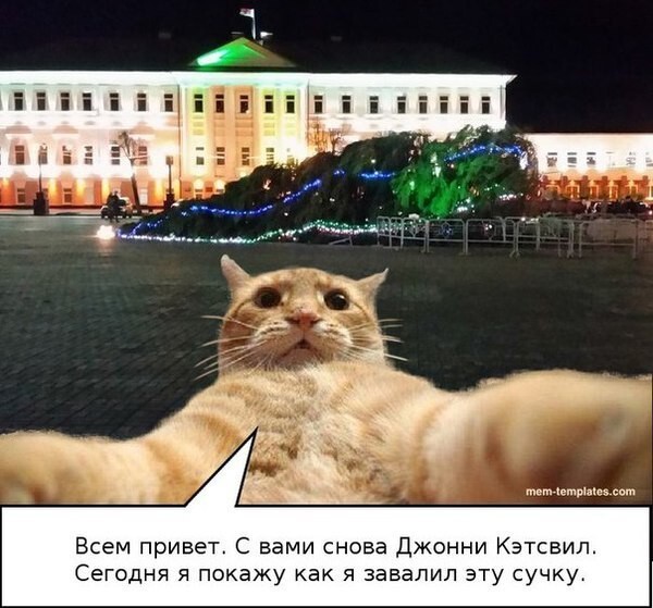 В тему "Коты против новогодних елок 2016"
