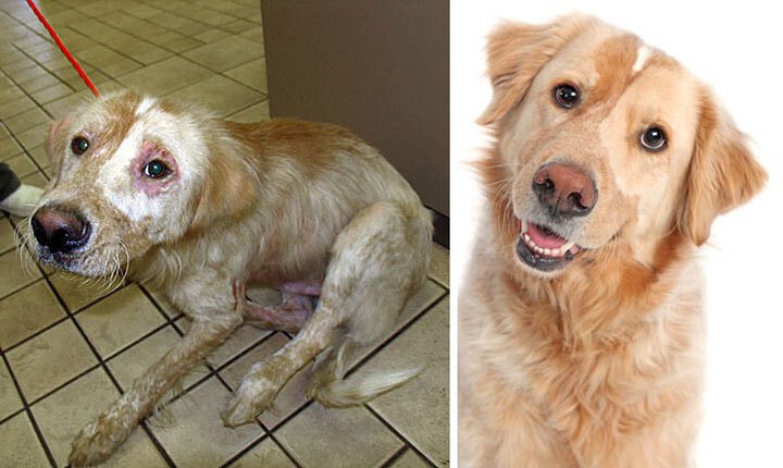 Собаки, которые получили второй шанс: фото «до» и «после». У меня на глазах слезы радости. А у вас?