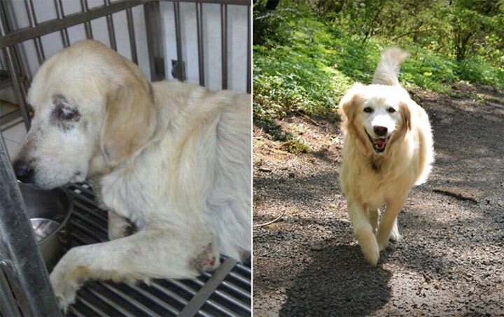 Собаки, которые получили второй шанс: фото «до» и «после». У меня на глазах слезы радости. А у вас?