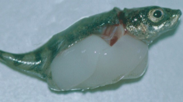2. Schistocephalus (Шистоцефалус)
