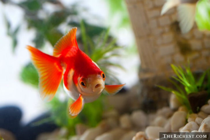 Золотые рыбки имеют память длиной пять секунд