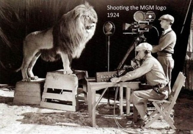Съёмка льва для логотипа Metro-Goldwyn-Mayer