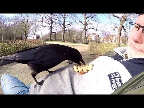 Ручные вороны в парке 