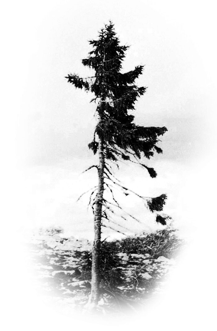 Самое старое в мире дерево растёт в Швеции - ему девять с половиной тысяч лет