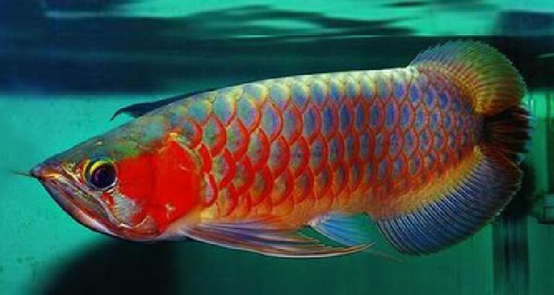 Platinum Arowana, самая дорогая аквариумная рыба