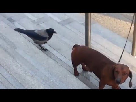 Ворона и собака 