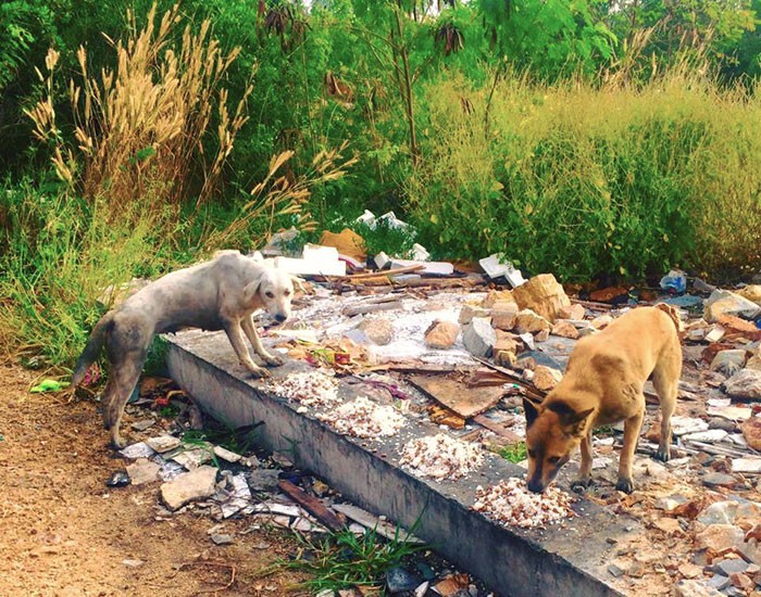 Мужчина ежедневно кормит 80 бездомных собак, потому что не может видеть, как они голодают 