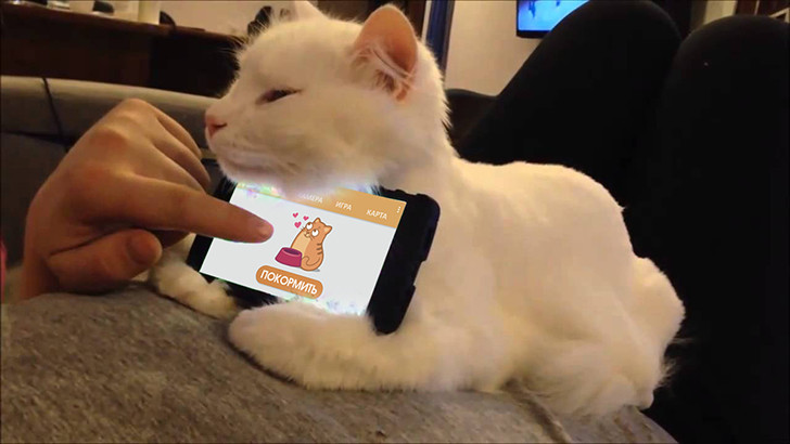 Интернет котов: теперь питомцем можно управлять со смартфона