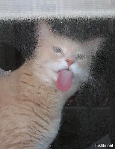 Из солянки