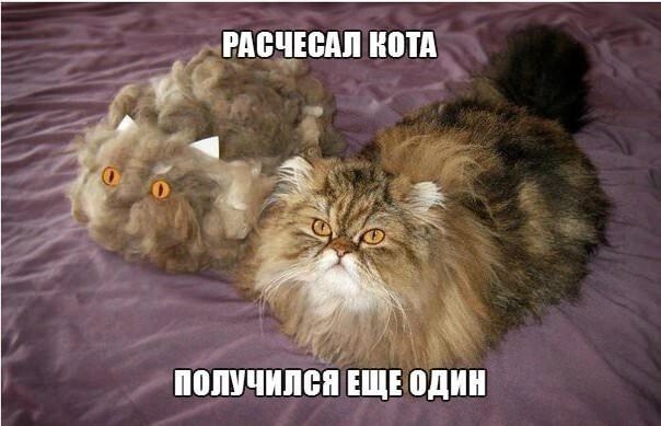 Фото смешных котов