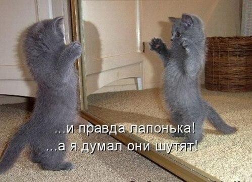 Фото смешных котов