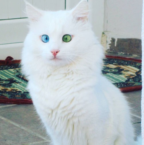 Выбран «самый красивый в мире» кот