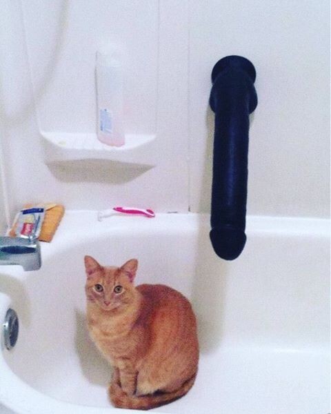 Ванная комната с котиком