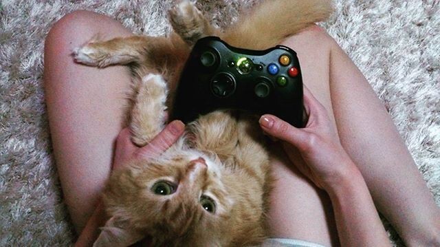 Ночь, Xbox и котики