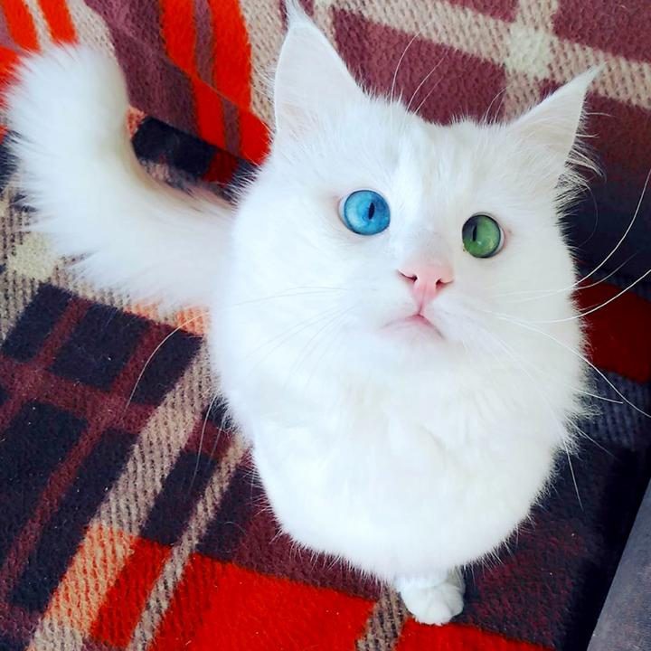 Кот с потрясающими глазами 