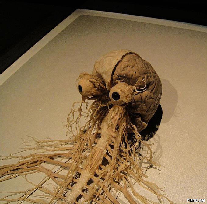 фрагмент нервной системы человека
