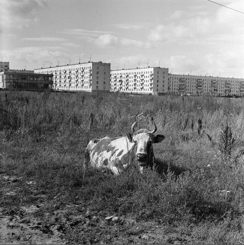 29.	Ну и на последок - Корова в Беляево-Богородском. 1968г.