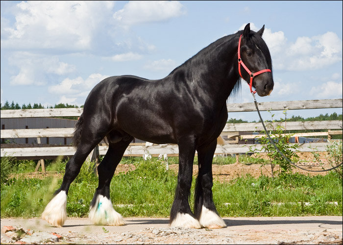 Шайры - самые крупные лошади на планете