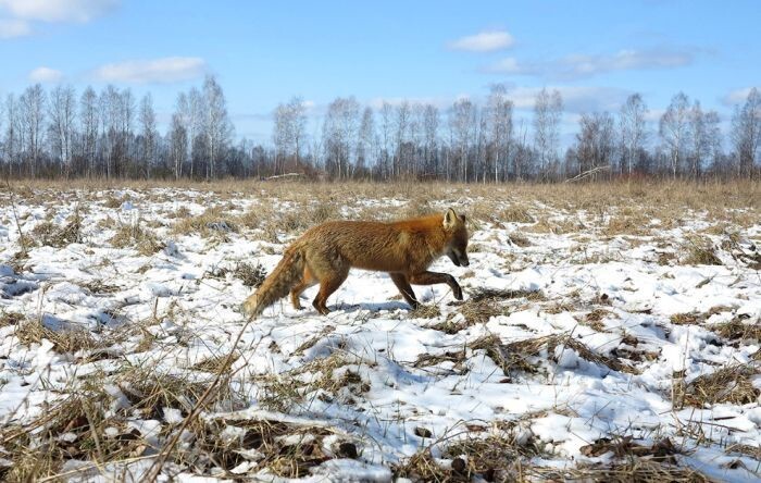 Кого только не встретишь в запретной Чернобыльской зоне