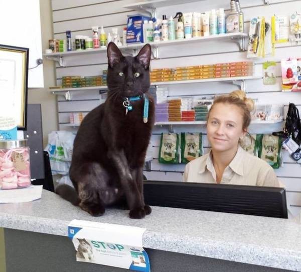 Косоглазый кот Альф стал талисманом ветеринарной клиники в Австралии