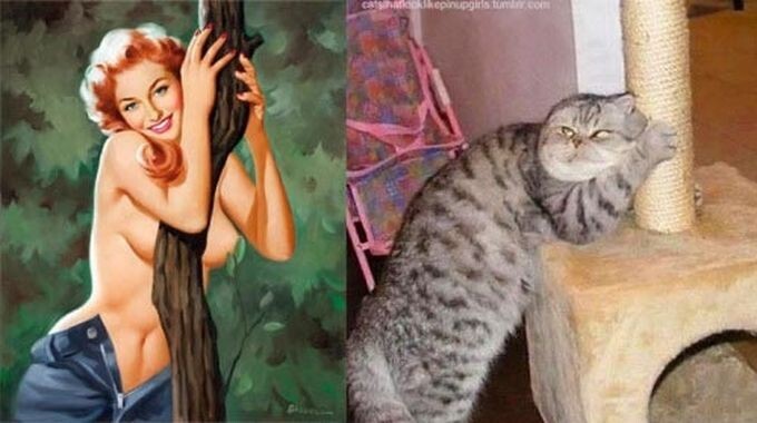 Кошки, позирующие в тех же позах, что и девушки с пинап-плакатов   
