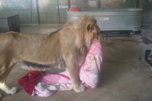 Очутившись в зоопарке, львенок вел себя беспокойно - пока ему не вручили одеяло