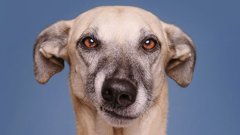 Немецкий фотограф показала эмоции собак на снимках