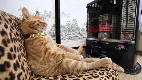 Кошки, которые любят тепло