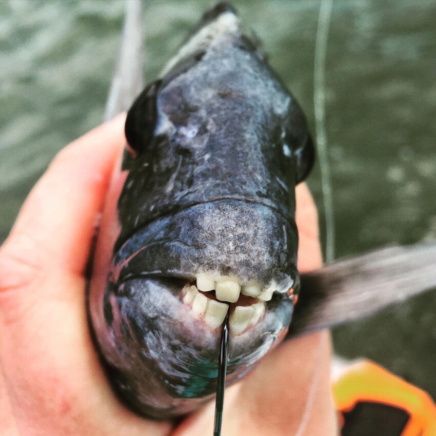Зубастая рыбка 