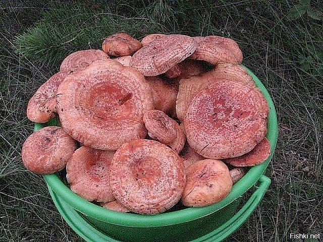 ...И тропинка и лесок ...