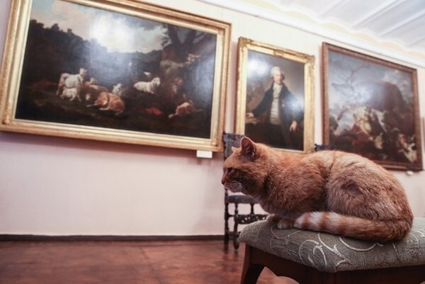 Официальный музейный кот Серпуховского историко-художественного музея