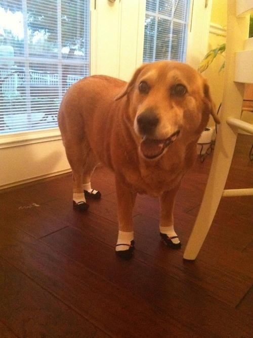 Собака в носочках 