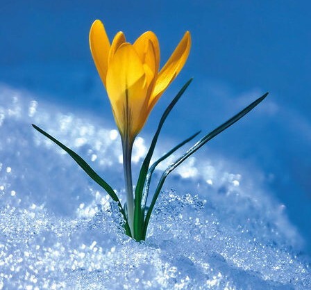Кстати, подснежник не всегда ждет таяния снега. Иногда цветы появляются и под снегом, о чем свидетельствует название растения – «подснежники».