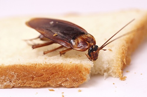 Почему исчезли тараканы: версия первая