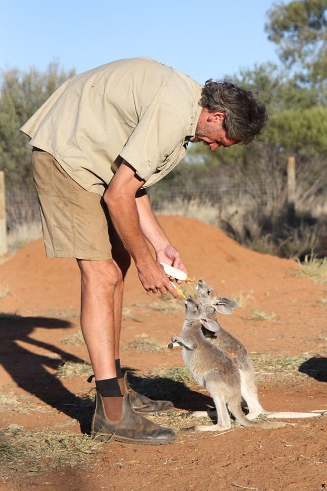Крис Барнс - спаситель детенышей кенгуру