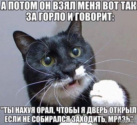 Котика мне в ленту