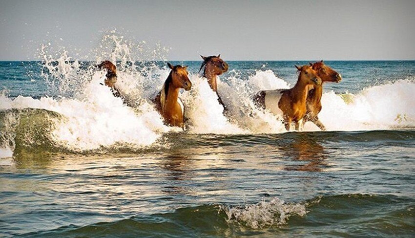 Лошади в море
