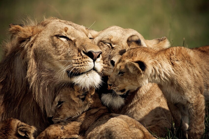 Львиная семья 