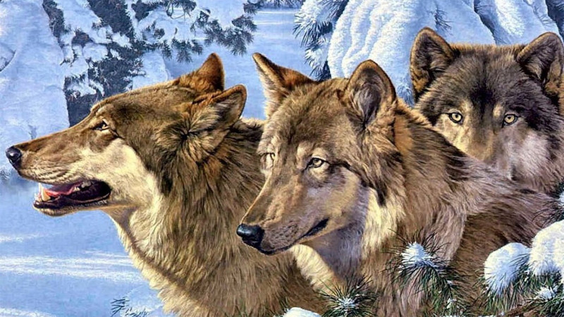 Волки спасли от неминуемой смерти