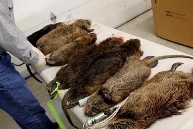 В Англии обнаружено гнездо гигантских крыс-каннибалов