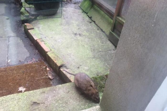 В Англии обнаружено гнездо гигантских крыс-каннибалов