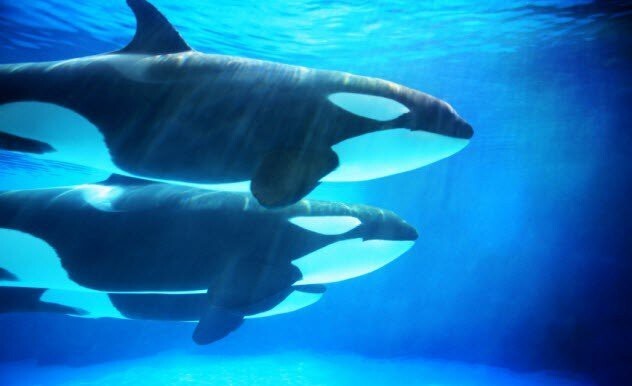 Как водные млекопитающие удерживают кислород под водой