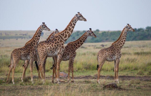 Как у жирафов появилась длинная шея
