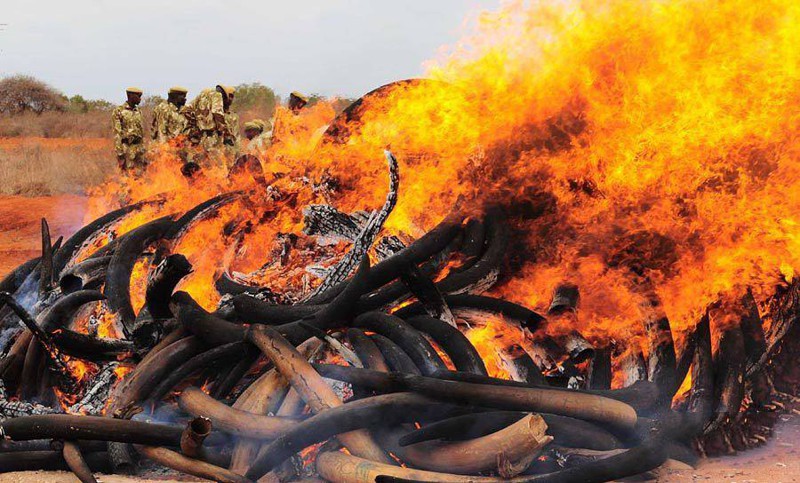 В Камеруне сожгли 2000 слоновьих бивней в рамках акции против браконьерства