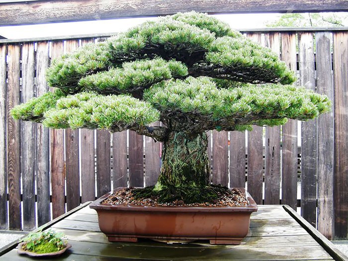 Это 390 годовалый Бонсай. Дерево выжило в  Хиросиму