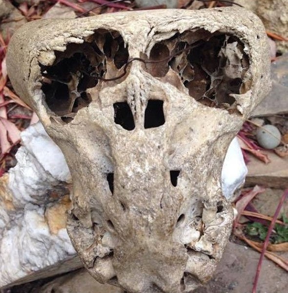 5. В горах Адыгеи нашли таинственные черепа и сундук со значком "Аненербе".