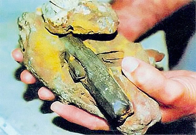Окаменевший молоток возрастом 100 млн. лет 