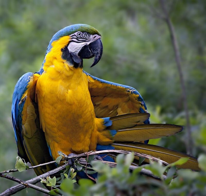  Сине-желтый ара