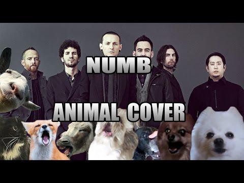 Такого исполнения «Numb» рок-группы Linkin Park вы ещё не слышали!  