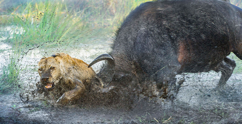 Как буйвол дал яростный отпор двум львицам 